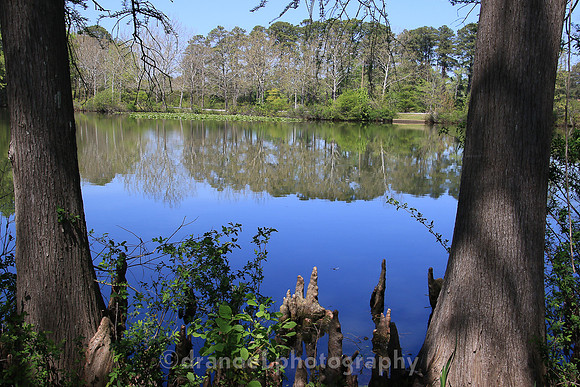 Norfolk Botanical Garden @85