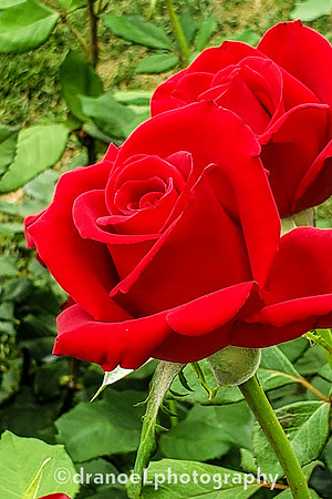 The Power Of RED