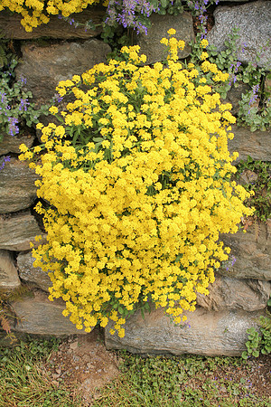 Honey In The Rock