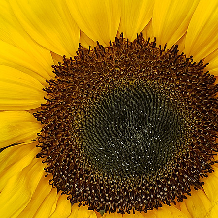 Yellow Ring