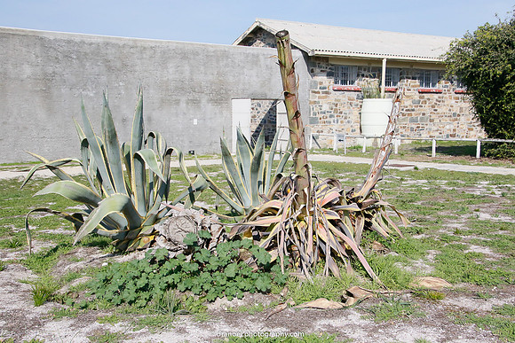 Robben Island Museum & Prison