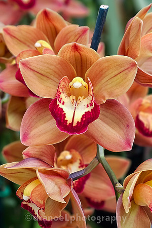 The Future of Orchids: Conservation and Collaboration