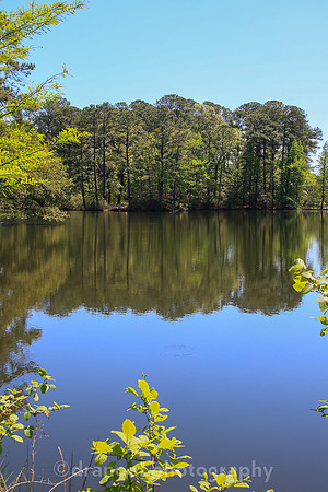 Norfolk Botanical Garden @85