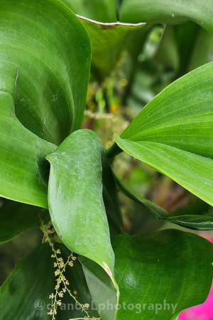 The Future of Orchids: Conservation and Collaboration