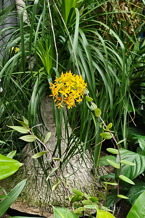 The Future of Orchids: Conservation and Collaboration