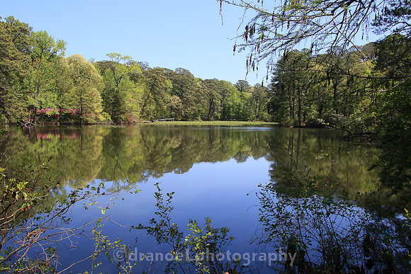 Norfolk Botanical Garden @85