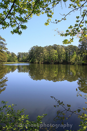 Norfolk Botanical Garden @85