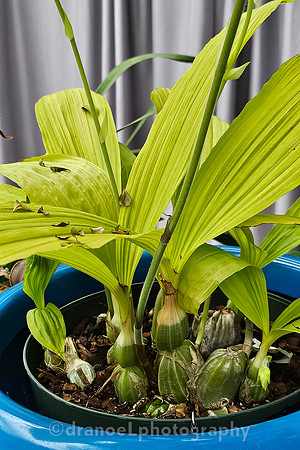 The Future of Orchids: Conservation and Collaboration