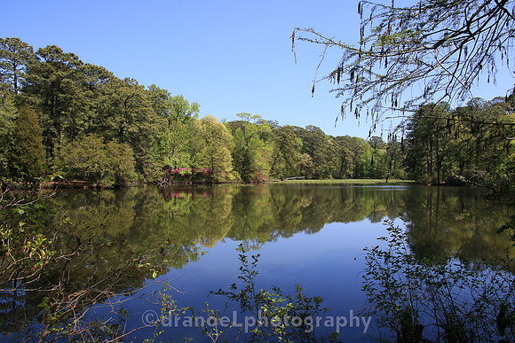 Norfolk Botanical Garden @85