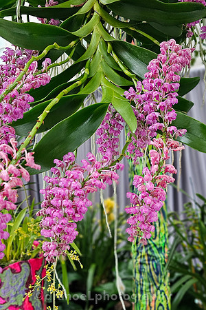 The Future of Orchids: Conservation and Collaboration