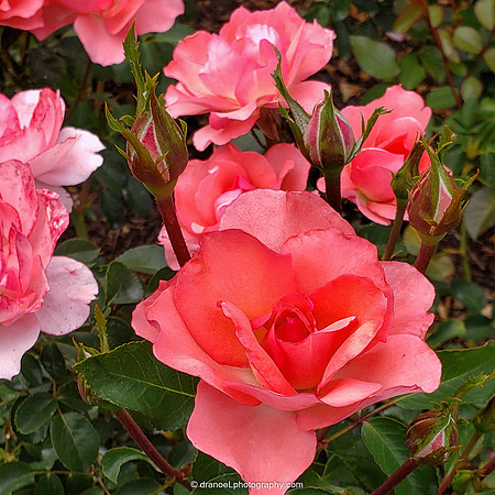 Pink Chocolate