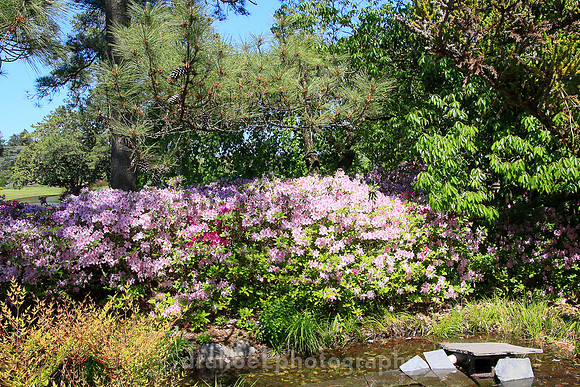 Norfolk Botanical Garden @85