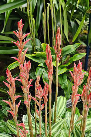 The Future of Orchids: Conservation and Collaboration