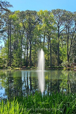 Norfolk Botanical Garden @85