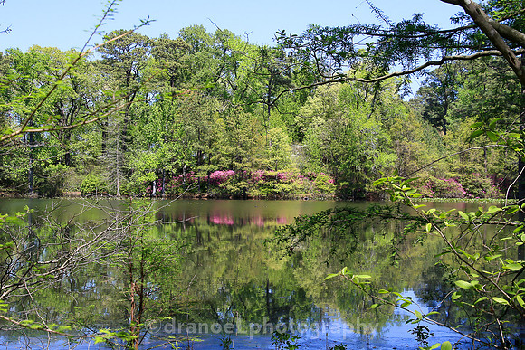 Norfolk Botanical Garden @85