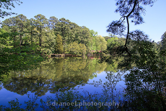 Norfolk Botanical Garden @85