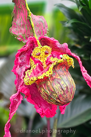 The Future of Orchids: Conservation and Collaboration