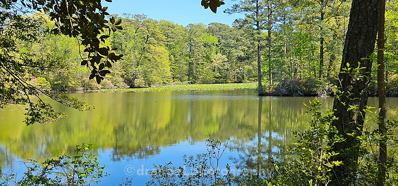 Norfolk Botanical Garden @85