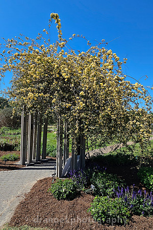 Norfolk Botanical Garden @85